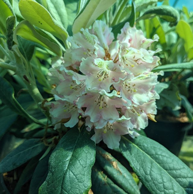 Rhododendron ungernii Rachel Foster - Species Rhododendrons - Millais  Nurseries