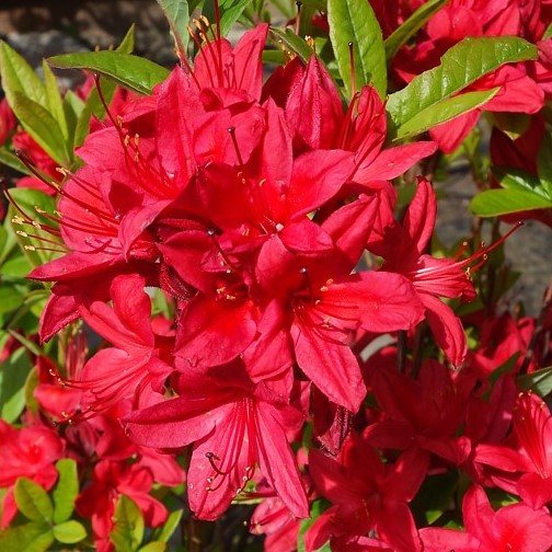 Deciduous Azalea Karminduft