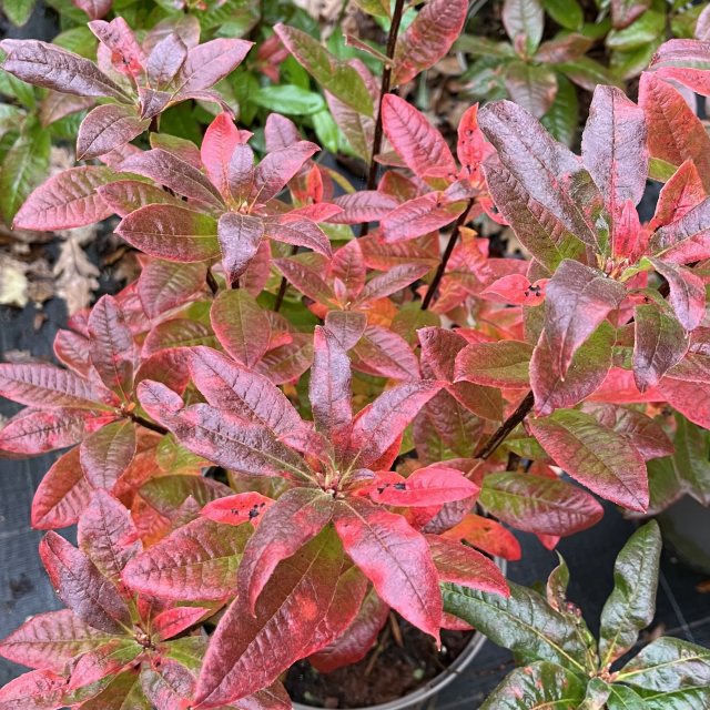 Deciduous Azalea Karminduft Deciduous Azaleas Millais Nurseries