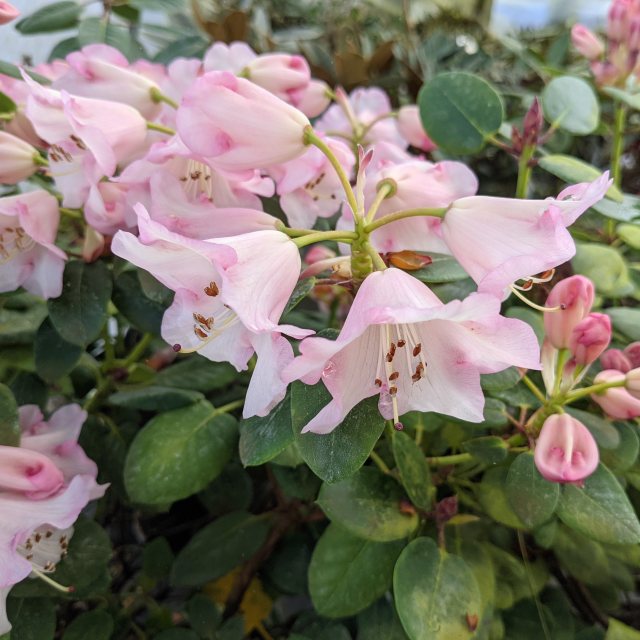 rhododendron pumilum PJM Elite Rhododendron for Sale