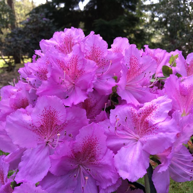 Evergreen Azalea Big Point