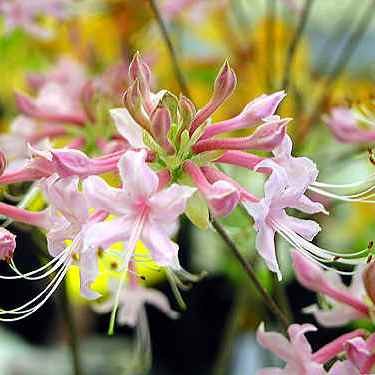 Deciduous Azalea canescens