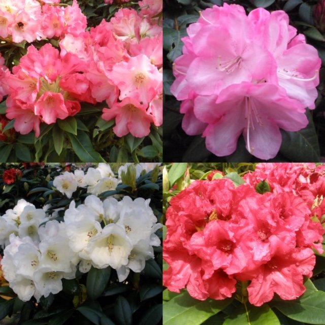 Compact Rhodo Pallet Deal (30 x 3 litre plants)