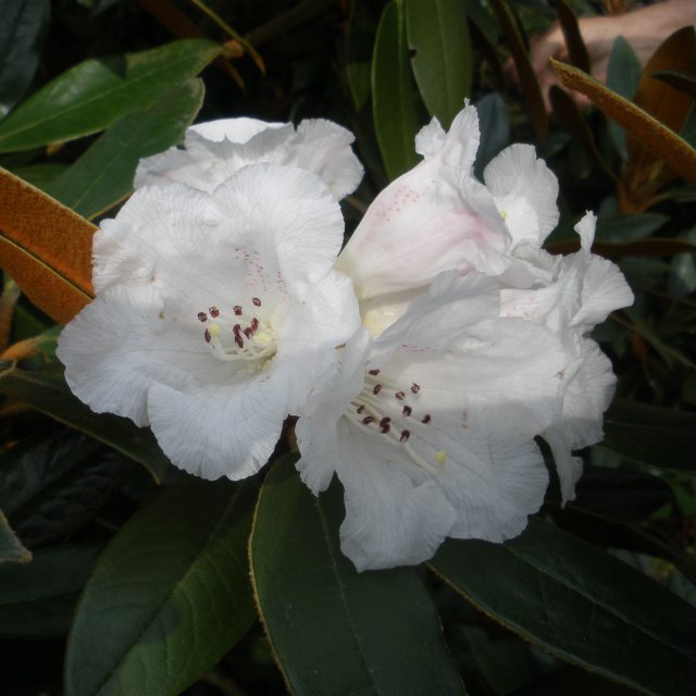 Rhododendron bureavii 'Chocolate Dane' AGM