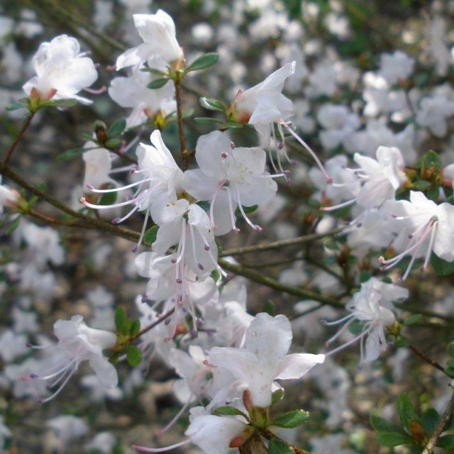 Evergreen Azalea serpyllifolium albiflorum