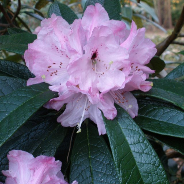 Rhododendron denudatum JN 12291