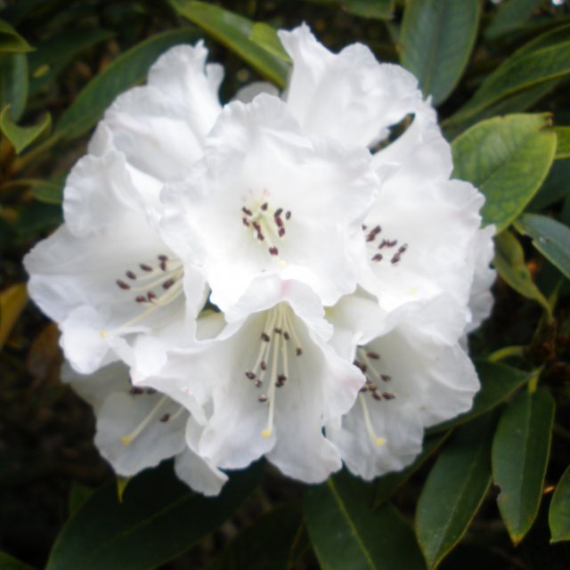 Rhododendron faberi 'Mount Omei'