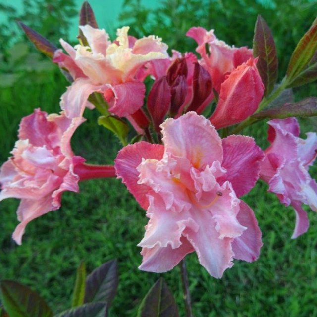 Deciduous Azalea Caroline de Rothschild