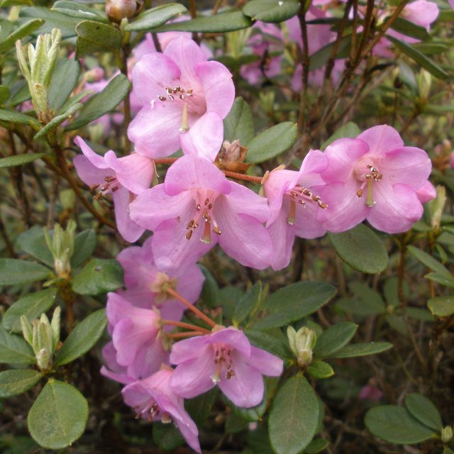Dwarf Rhododendron charitopes Ssp. tsangpoense