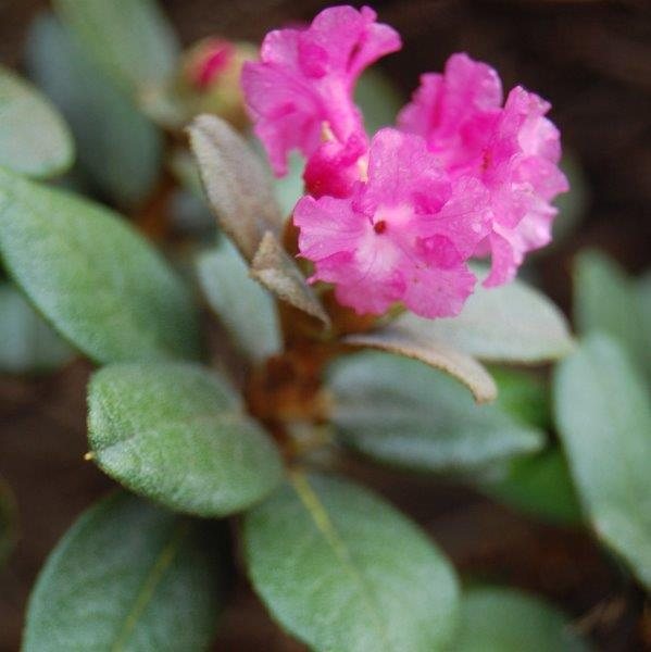 Rhododendron anthopogon 'Betty Graham'