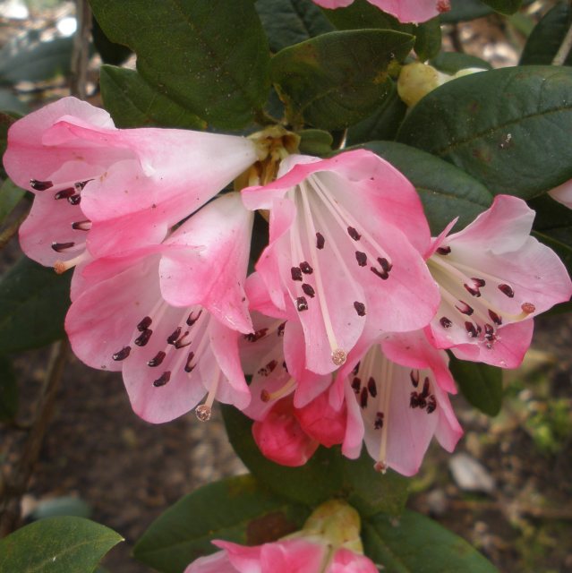 Dwarf Rhododendron Seta