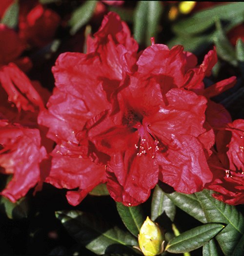 Rhododendron Jubilee