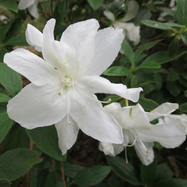 Evergreen Azalea Truus