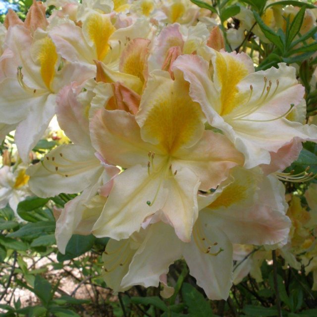 Deciduous Azalea Marina