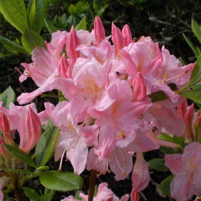 Deciduous Azalea Rosata AGM