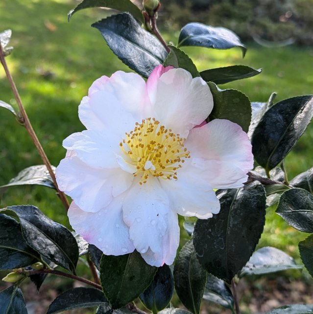 Camellia sasanqua Paradise Blush