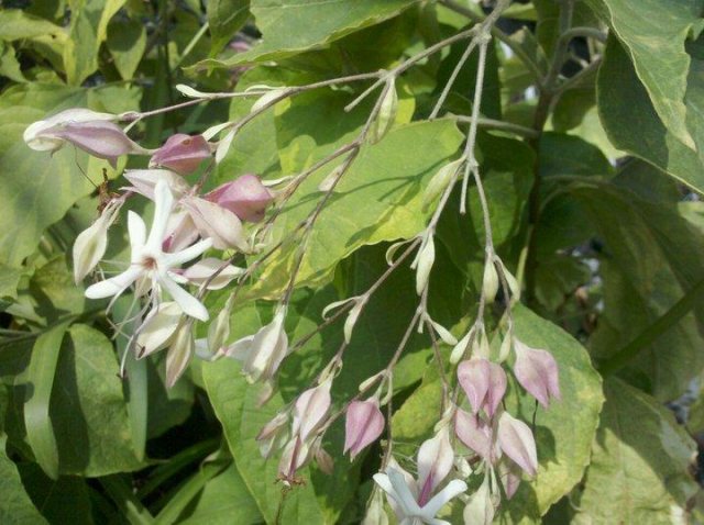 Clerodendrum trichotomum fargesii 'Carnival'  AGM