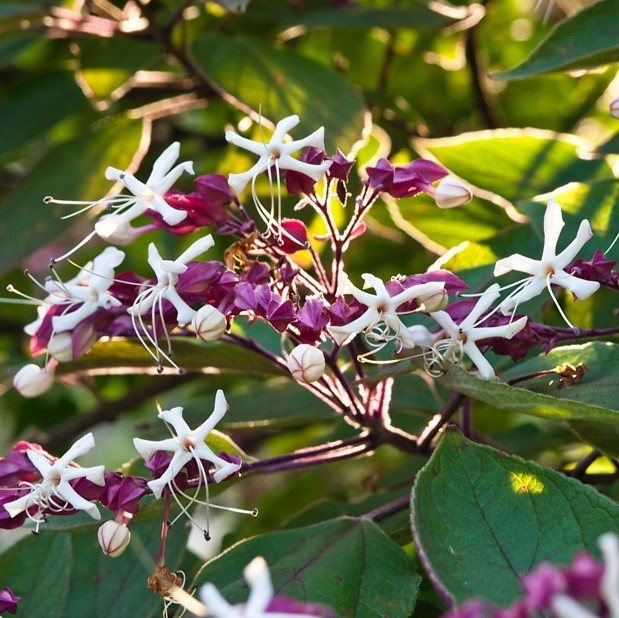 Clerodendrum trichotomum fargesii  AGM