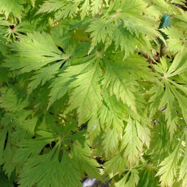 Acer japonicum Aconitifolium AGM