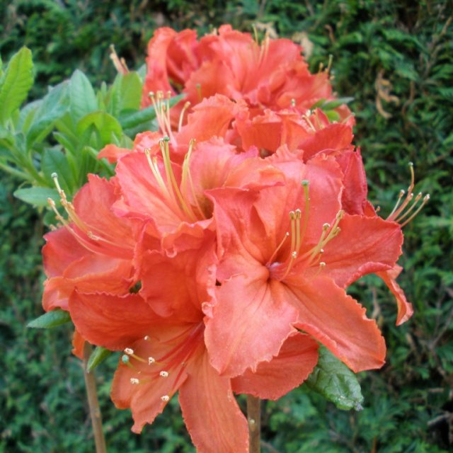 Deciduous Azalea Chariots of Fire