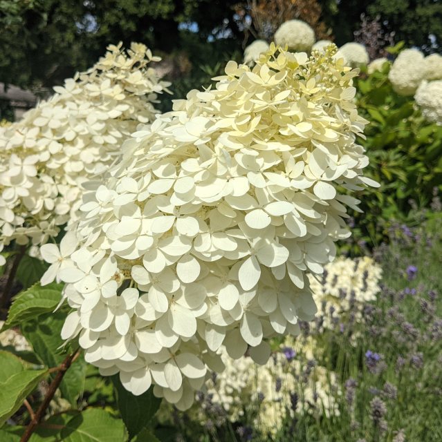 Hydrangea paniculata Phantom  AGM