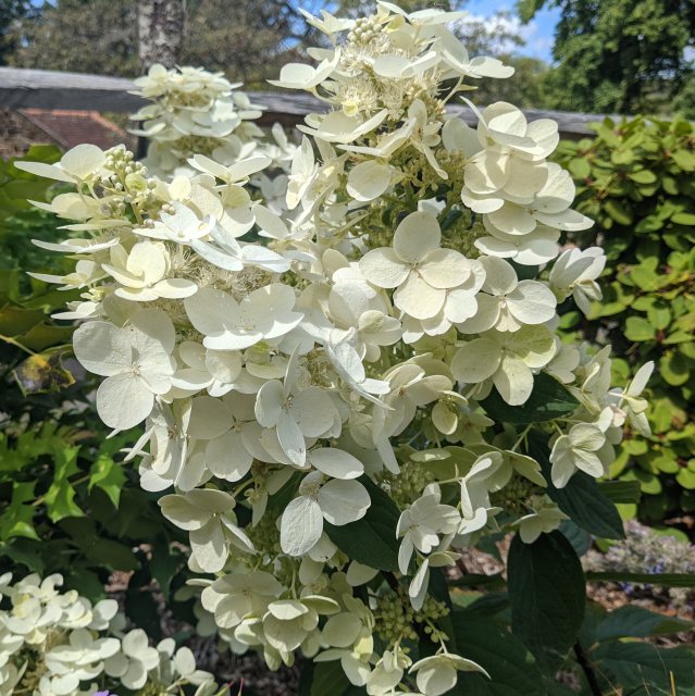 Hydrangea paniculata Pink Diamond  AGM