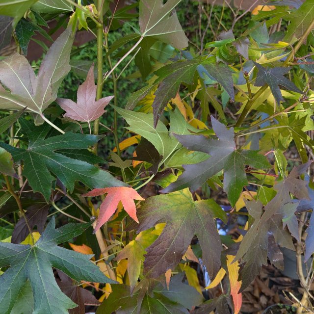 Liquidamber styraciflua Worplesdon   AGM