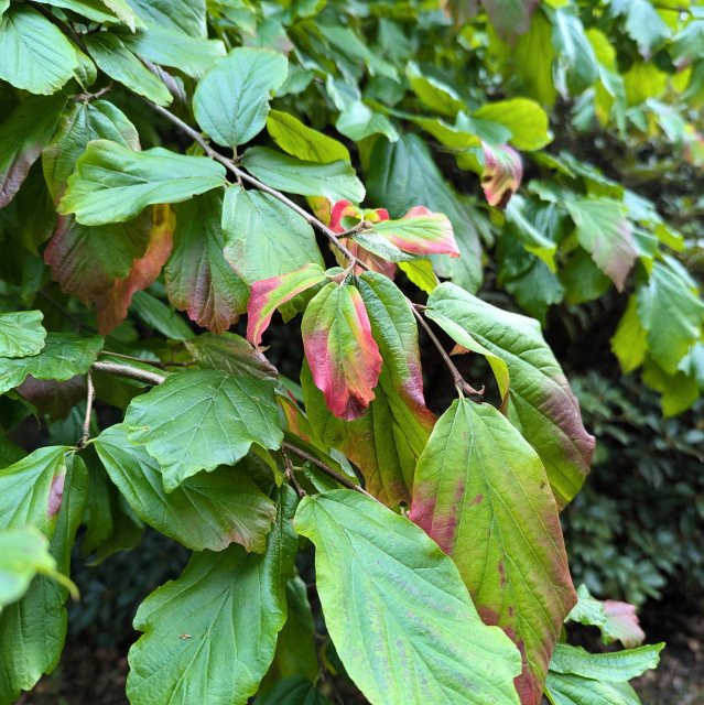 Parrotia perscia Persian Spire