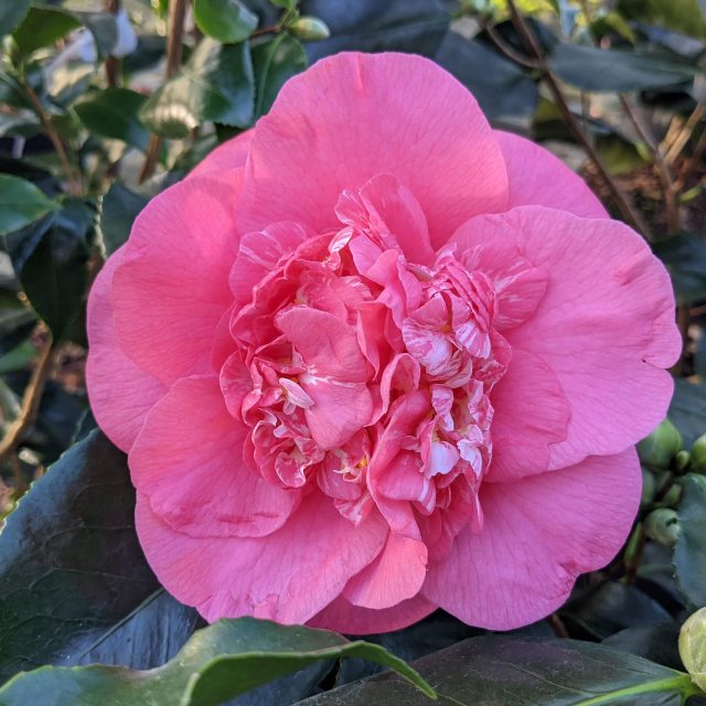 Camellia japonica R.L. Wheeler AGM