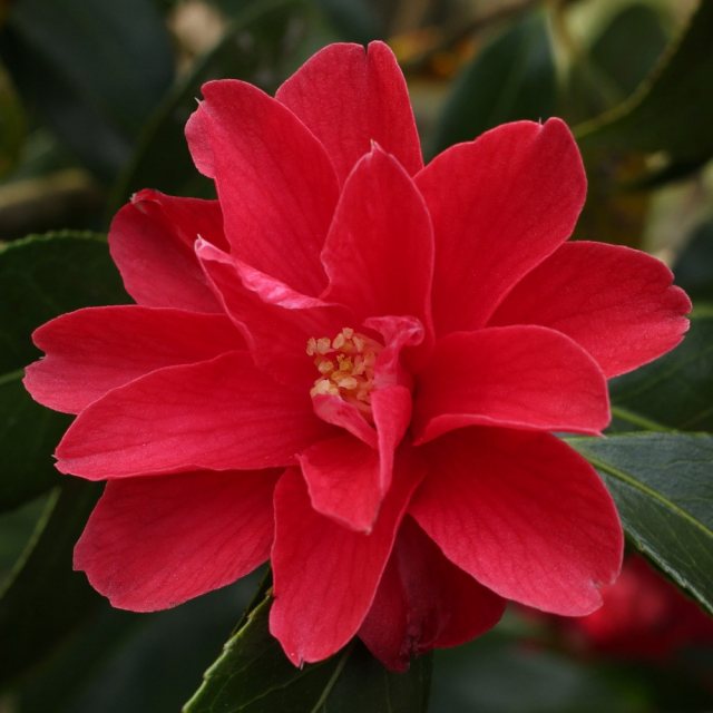 Camellia Freedom Bell  AGM