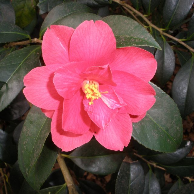 Camellia Freedom Bell  AGM