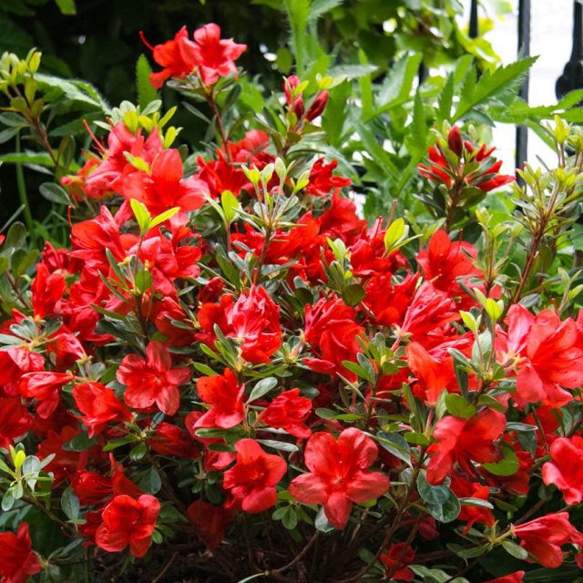Evergreen Azalea Bloom Champion Red