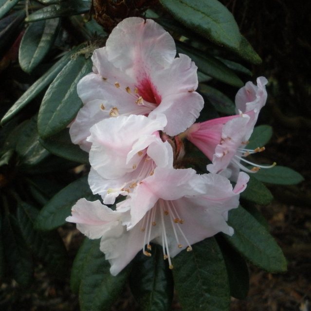 Rhododendron recurvoides (King & Paton form)