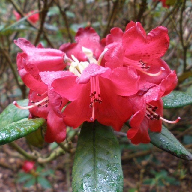Rhododendron sanguinium cloiophorum R10922