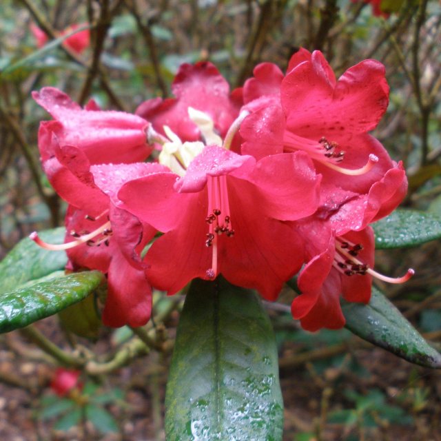 Rhododendron sanguinium cloiophorum R10922
