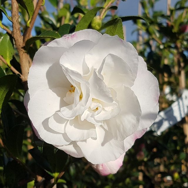 Camellia sasanqua Paradise Helen