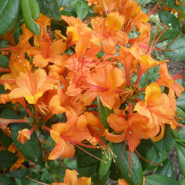 Deciduous Azalea Coccineum Speciosum  AGM