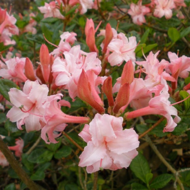 Deciduous Azalea Corneille