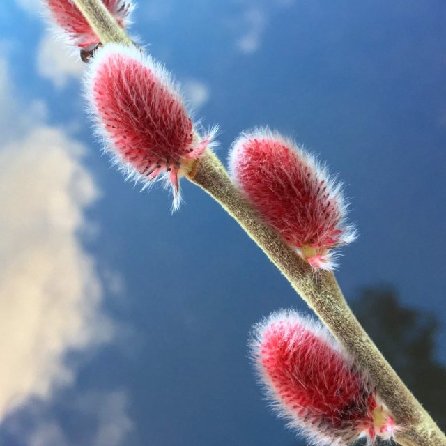 Salix gracilistyla 'Mount Aso'