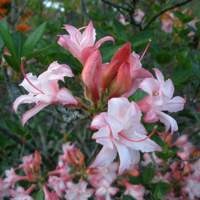 Corneille Deciduous Azalea - Buy Rhododendron Corneille AGM online -  Millais Nurseries