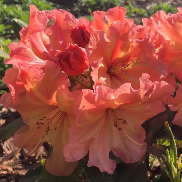 Rhododendron Sun Glory