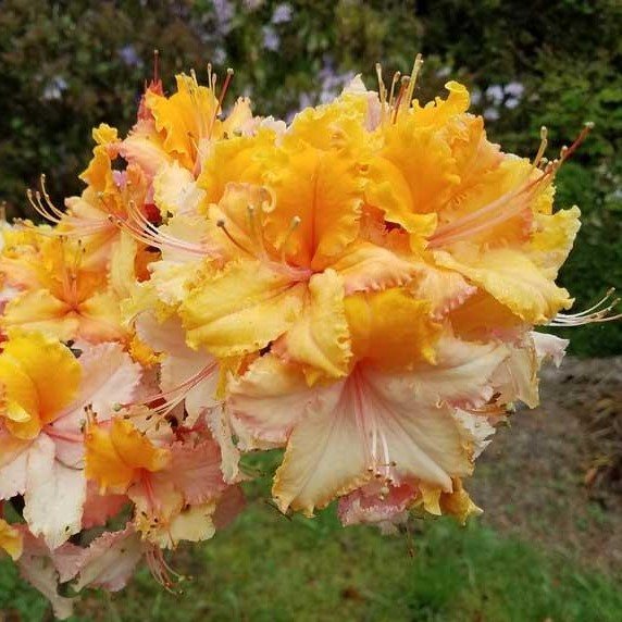 Deciduous Azalea Washington State Centennial