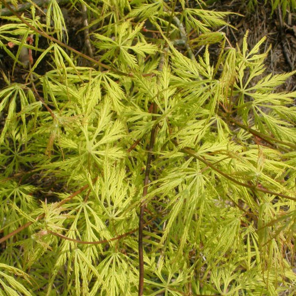 Acer palmatum dissectum  'Filigree'