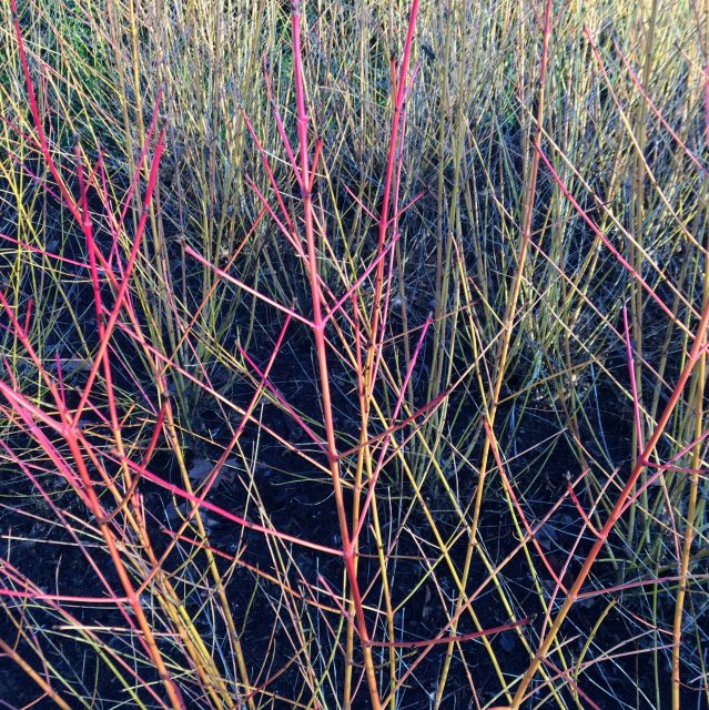 Cornus sanguinea 'Midwinter Fire'