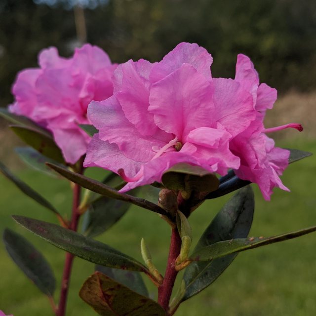 Rhododendron Staccato