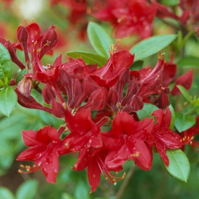 Deciduous Azalea Crosswater Red AGM