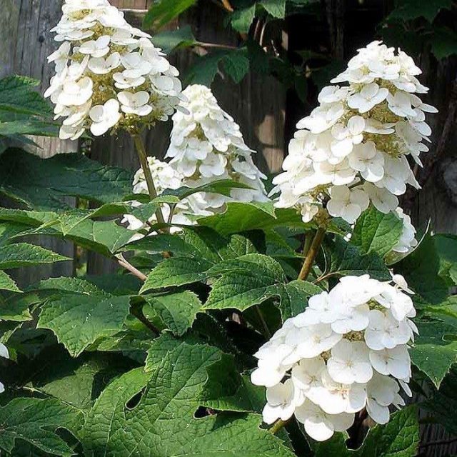 Hydrangea quercifolia Snow Queen