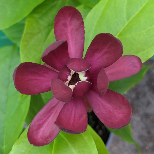 Calycanthus Aphrodite