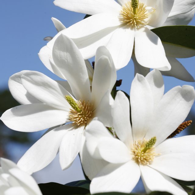 Magnolia Fairy White