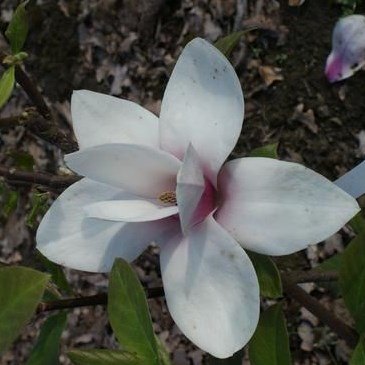 Magnolia Alex - Large Specimen